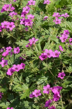 Ooievaarsbek Geranium procurrens 'Ann Folkard' 5-10 pot P9 Geranium procurrens 'Ann Folkard'