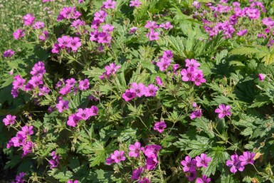 Ooievaarsbek Geranium procurrens 'Ann Folkard' 5-10 pot P9 Geranium procurrens 'Ann Folkard'