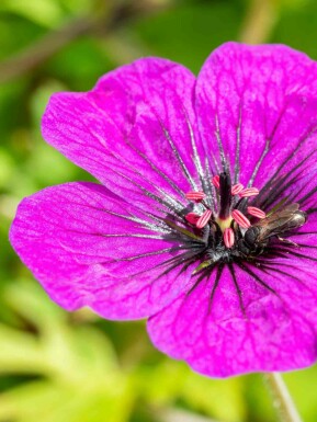 Ooievaarsbek Geranium procurrens 'Anne Thomson' 5-10 pot P9 Geranium procurrens 'Anne Thomson'