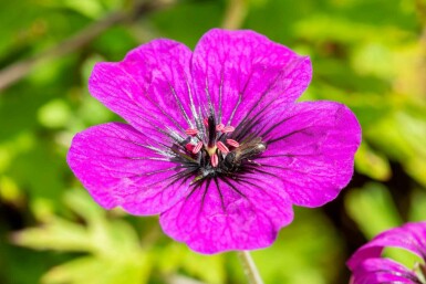 Ooievaarsbek Geranium procurrens 'Anne Thomson' 5-10 pot P9 Geranium procurrens 'Anne Thomson'