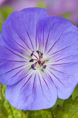 Ooievaarsbek Geranium wallichianum 'Azure Rush' 5-10 pot P9 Geranium wallichianum 'Azure Rush'