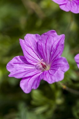 Ooievaarsbek Geranium sanguineum 'Blushing Turtle' 5-10 pot P9 Geranium sanguineum 'Blushing Turtle'