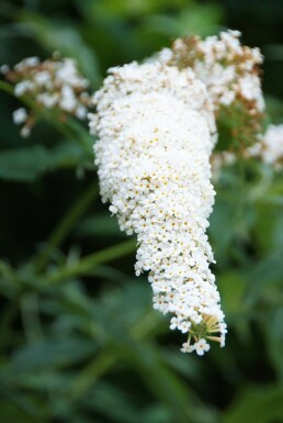 Vlinderstruik Buddleja davidii 'White Profusion' Pot Buddleja davidii 'White Profusion'