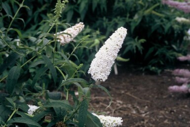 Vlinderstruik Buddleja davidii 'White Profusion' Pot Buddleja davidii 'White Profusion'