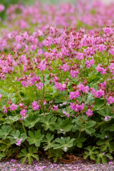 Ooievaarsbek Geranium cantabrigiense 'Cambridge' 5-10 pot P9 Geranium cantabrigiense 'Cambridge'