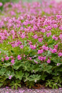 Geranium cantabrigiense 'Cambridge'
