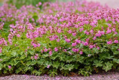 Geranium cantabrigiense 'Cambridge'