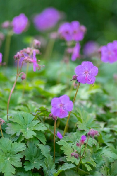 Geranium cantabrigiense 'Karmina'