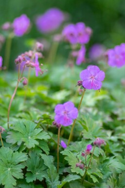 Geranium cantabrigiense 'Karmina'