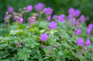 Geranium cantabrigiense 'Karmina'