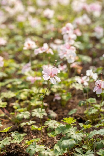 Ooievaarsbek Geranium dalmaticum 5-10 pot P9 Geranium dalmaticum