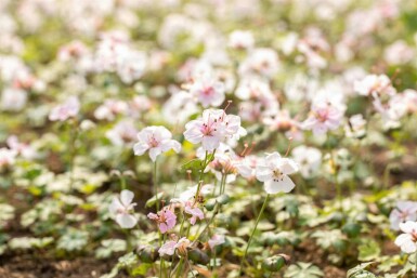 Ooievaarsbek Geranium dalmaticum 5-10 pot P9 Geranium dalmaticum