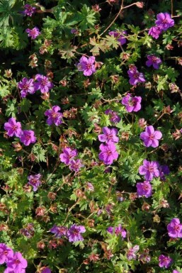 Ooievaarsbek Geranium sanguineum 'Dilys' 5-10 pot P9 Geranium sanguineum 'Dilys'
