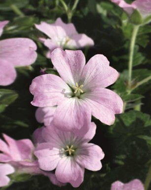 Ooievaarsbek Geranium hybride 'Dreamland' 5-10 pot P9 Geranium hybride 'Dreamland'