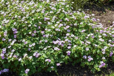 Ooievaarsbek Geranium hybride 'Dreamland' 5-10 pot P9 Geranium hybride 'Dreamland'