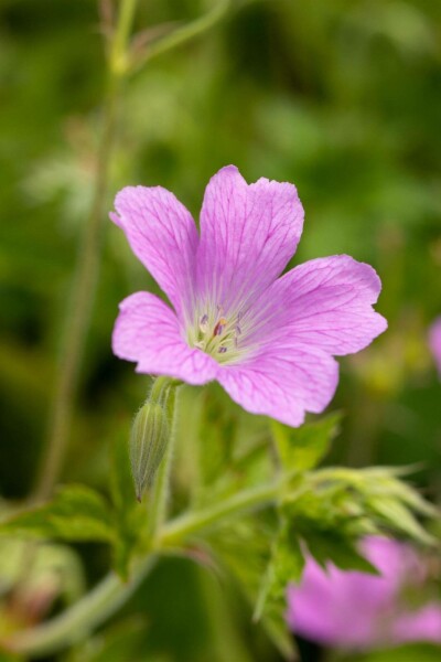 Ooievaarsbek Geranium oxonianum 'Claridge Druce' 5-10 pot P9 Geranium oxonianum 'Claridge Druce'