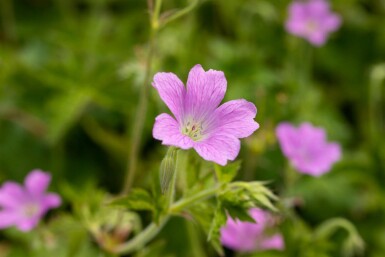 Ooievaarsbek Geranium oxonianum 'Claridge Druce' 5-10 pot P9 Geranium oxonianum 'Claridge Druce'