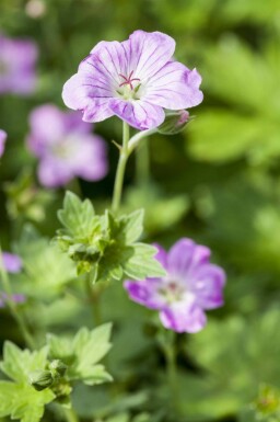 Ooievaarsbek Geranium endressii 5-10 pot P9 Geranium endressii