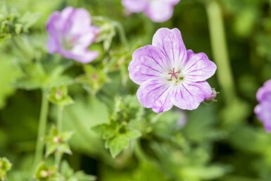 Ooievaarsbek Geranium endressii 5-10 pot P9 Geranium endressii