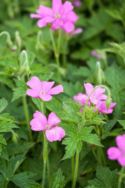 Ooievaarsbek Geranium endressii 'Wargrave Pink' 5-10 pot P9 Geranium endressii 'Wargrave Pink'
