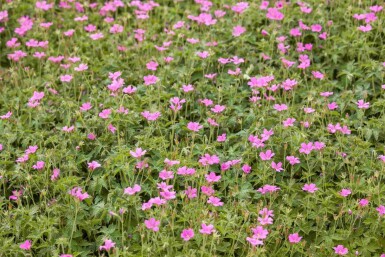 Ooievaarsbek Geranium endressii 'Wargrave Pink' 5-10 pot P9 Geranium endressii 'Wargrave Pink'
