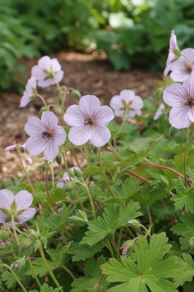 Ooievaarsbek Geranium lambertii 'Joy' 5-10 pot P9 Geranium lambertii 'Joy'