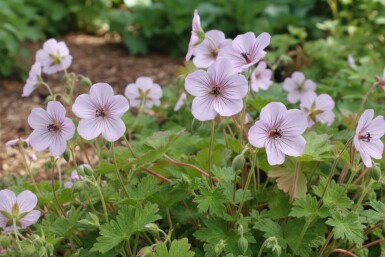 Ooievaarsbek Geranium lambertii 'Joy' 5-10 pot P9 Geranium lambertii 'Joy'