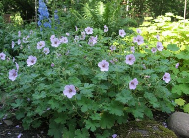 Ooievaarsbek Geranium lambertii 'Joy' 5-10 pot P9 Geranium lambertii 'Joy'
