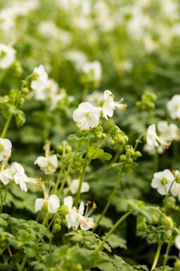 Balkan ooievaarsbek Geranium macrorrhizum 'White Ness' 5-10 pot P9 Geranium macrorrhizum 'White Ness'