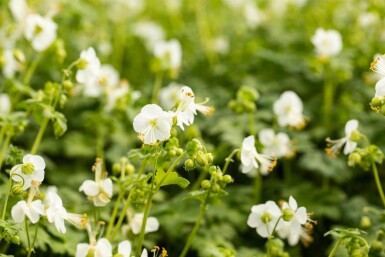 Balkan ooievaarsbek Geranium macrorrhizum 'White Ness' 5-10 pot P9 Geranium macrorrhizum 'White Ness'