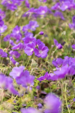 Ooievaarsbek Geranium pratense 'Orion 5-10 pot P9 Geranium pratense 'Orion