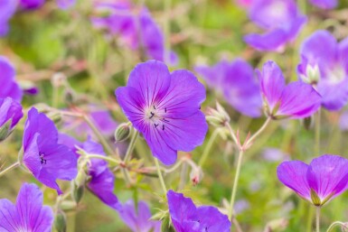 Ooievaarsbek Geranium pratense 'Orion 5-10 pot P9 Geranium pratense 'Orion