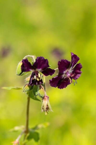 Donkere ooievaarsbek Geranium phaeum 5-10 pot P9 Geranium phaeum