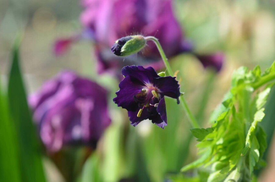 Donkere ooievaarsbek Geranium phaeum 'Raven' 5-10 pot P9 Geranium phaeum 'Raven'