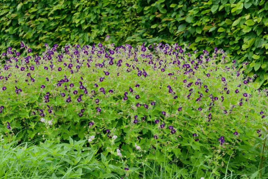 Donkere ooievaarsbek Geranium phaeum 'Raven' 5-10 pot P9 Geranium phaeum 'Raven'