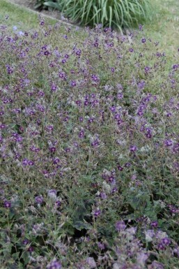 Donkere ooievaarsbek Geranium phaeum 'Samobor' 5-10 pot P9 Geranium phaeum 'Samobor'