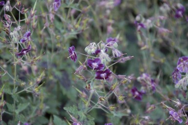 Donkere ooievaarsbek Geranium phaeum 'Samobor' 5-10 pot P9 Geranium phaeum 'Samobor'