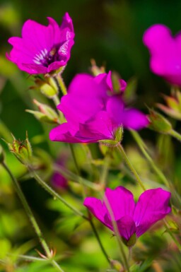 Ooievaarsbek Geranium wallichianum 'Pink Penny' 5-10 pot P9 Geranium wallichianum 'Pink Penny'