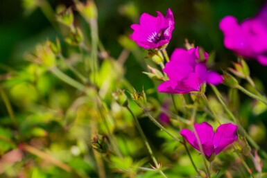 Geranium wallichianum 'Pink Penny'