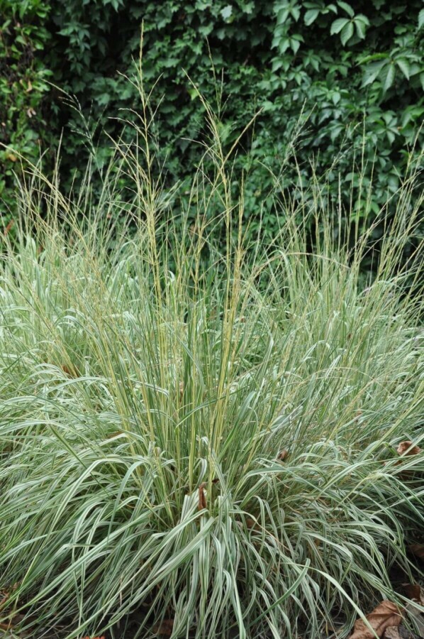Calamagrostis acutiflora 'Overdam' Calamagrostis acutiflora 'Overdam'