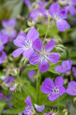 Ooievaarsbek Geranium pratense 5-10 pot P9 Geranium pratense
