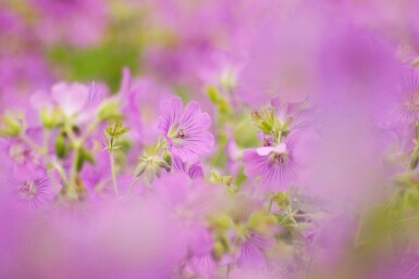 Ooievaarsbek Geranium pratense 5-10 pot P9 Geranium pratense