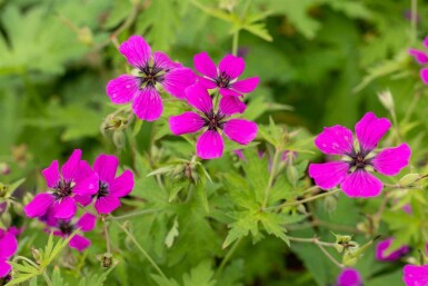 Ooievaarsbek Geranium psilostemon 5-10 pot P9 Geranium psilostemon