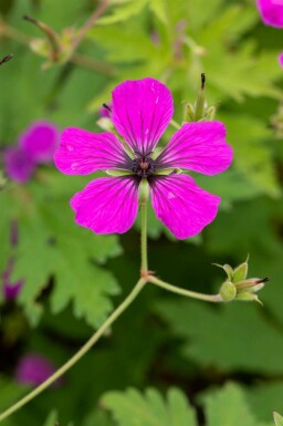 Ooievaarsbek Geranium psilostemon 5-10 pot P9 Geranium psilostemon