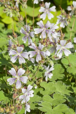 Ooievaarsbek Geranium renardii 5-10 pot P9 Geranium renardii