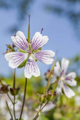 Ooievaarsbek Geranium renardii 5-10 pot P9 Geranium renardii