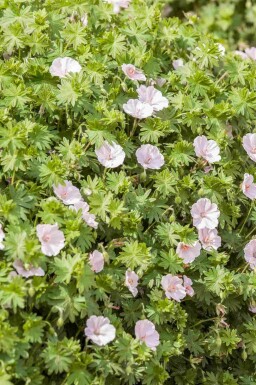 Geranium sanguineum 'Apfelblüte'