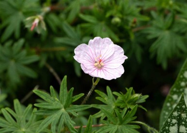 Geranium sanguineum 'Apfelblüte'