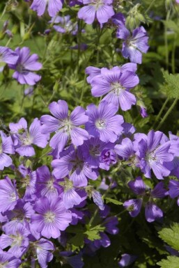 Ooievaarsbek Geranium gracile 'Sirak' 5-10 pot P9 Geranium gracile 'Sirak'
