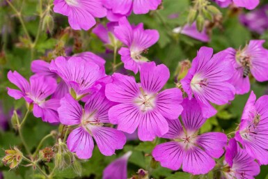 Ooievaarsbek Geranium gracile 'Sirak' 5-10 pot P9 Geranium gracile 'Sirak'